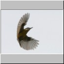 Sitta europaea - Kleiber 10.jpg